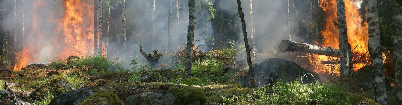 Waldbrand